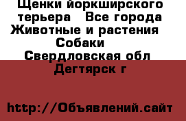 Щенки йоркширского терьера - Все города Животные и растения » Собаки   . Свердловская обл.,Дегтярск г.
